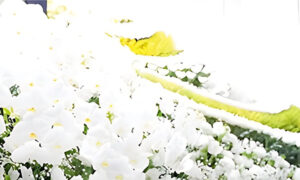 合同葬を行うメリット｜費用・準備・メリットを解説